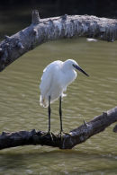 09-3949 Little Egret Agretta garzetta Camargue France
